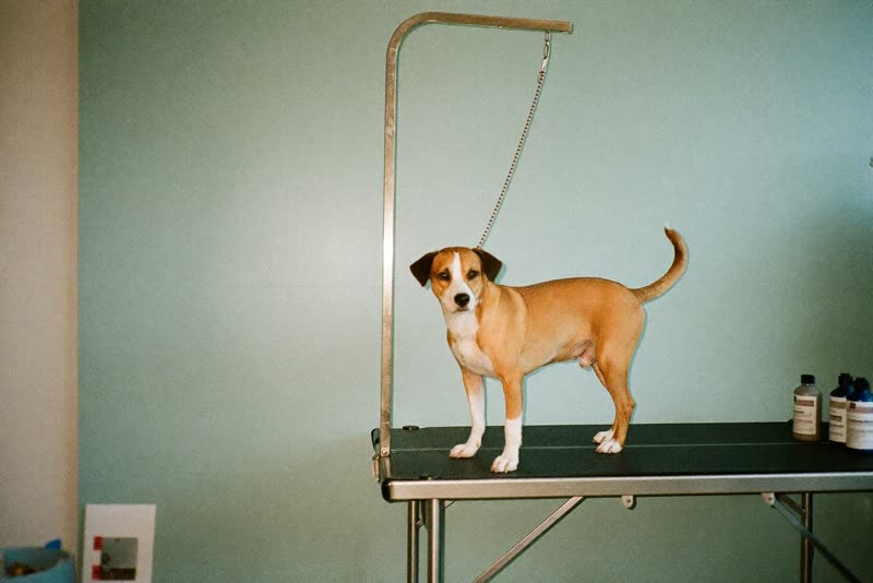A dog standing calmly on a grooming table in a small grooming room