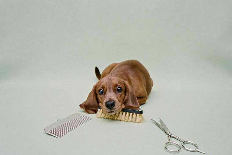 Grooming brushes, comb and scissors laid out on a pale surface