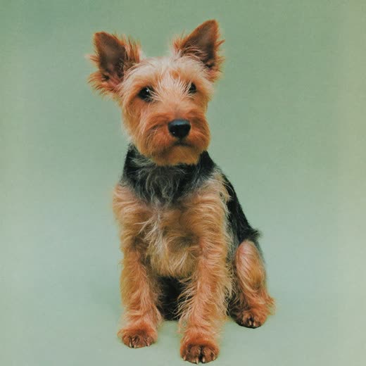 A freshly groomed terrier sitting against a plain pale backdrop