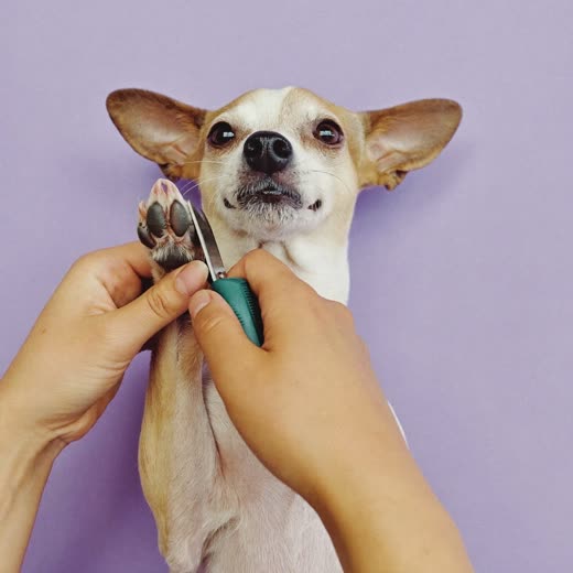 Hands trimming a small dog's nails