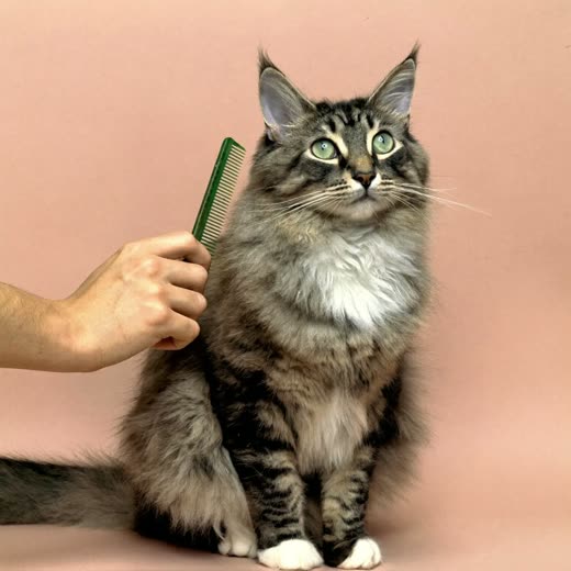 A long-haired cat being combed