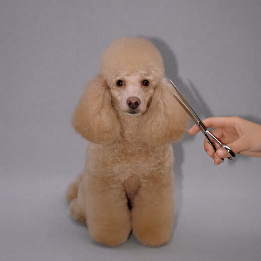 A poodle having its coat scissor-trimmed
